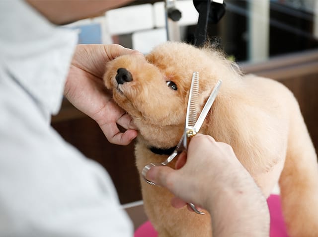 トリミング中の犬