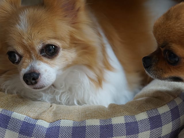 寝そべる犬