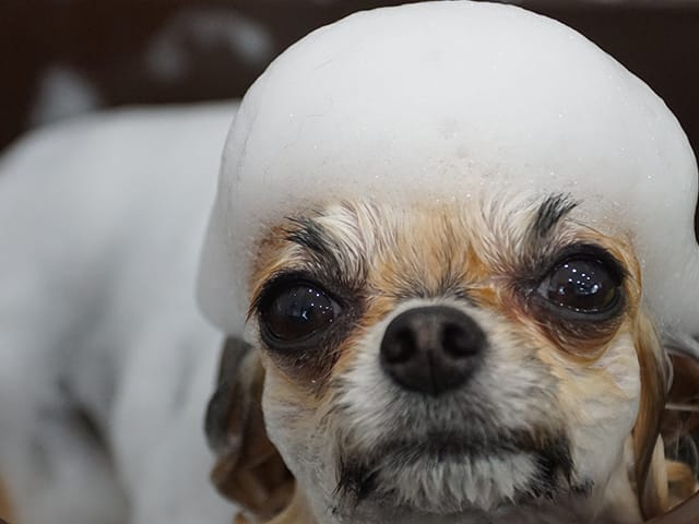 シャンプーする犬