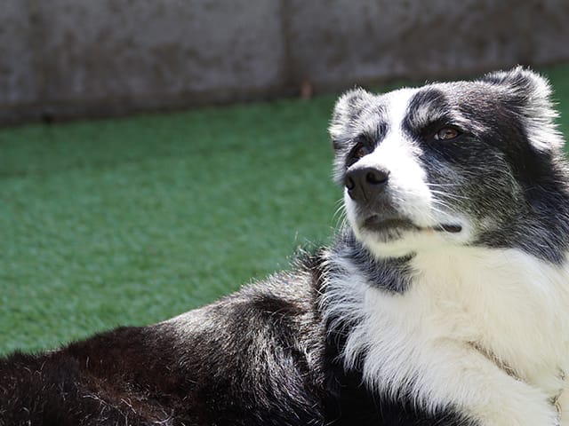 寝そべる犬