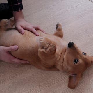 寝そべる犬