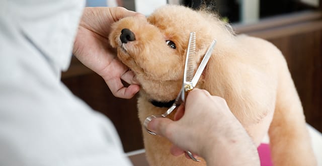 トリミング中の犬