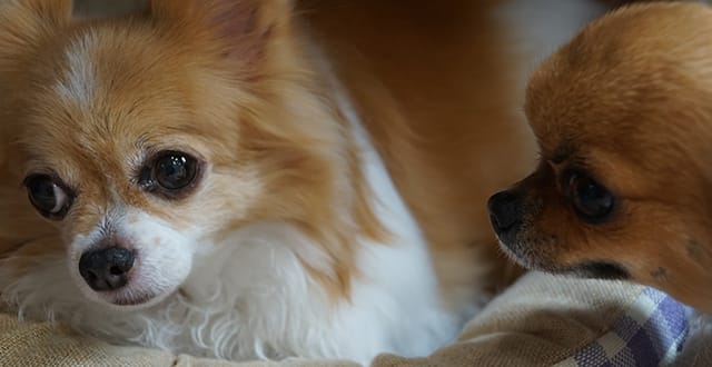 寝そべる犬